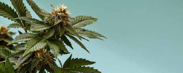 fleurs de CBD